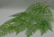 Куст папоротник с корешками ампельный 