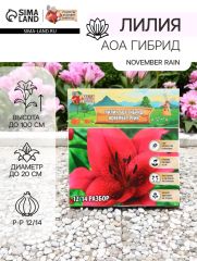АКЦИЯ! 3 по цене 2! Лилия АОА гибрид November Rain, луковица в пакете с перфорацией, р-р 12/14, 2 шт