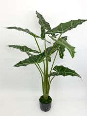 Куст алоказия 
