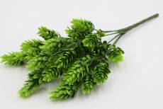 Куст хмель 
