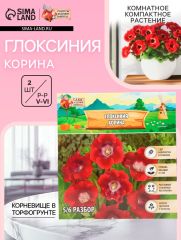 АКЦИЯ! 3 по цене 2! Глоксиния «Корина», многолетник, комнатный, луковица в пакете с перфорацией, р-р 5/6, 2 шт