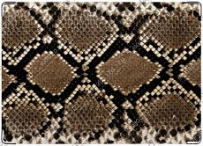 Nature: Snake Skin