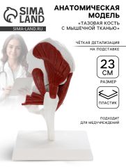Анатомическая модель «Тазовая кость с мышечной тканью», 23 см