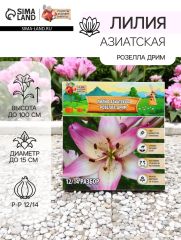 АКЦИЯ! 3 по цене 2! Лилия Азиатская «Розелла Дрим», луковица в пакете с перфорацией, р-р 12/14, 3 шт