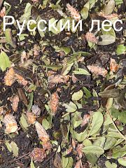 Русский лес