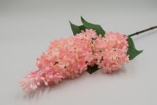 Ветка сирень 