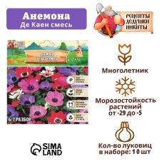 4176350 Анемона 