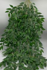 Куст эвкалипт ампельный 