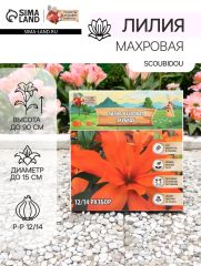 АКЦИЯ! 3 по цене 2! Лилия Махровая Scoubidou, луковица в пакете с перфорацией, р-р 12/14, 2 шт