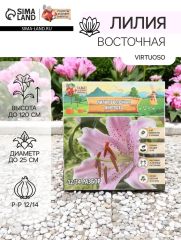 Лилия Восточная Virtuoso, луковица в пакете с перфорацией, р-р 12/14, 3 шт