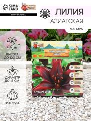 АКЦИЯ! 3 по цене 2! Лилия Азиатская «Мапира», луковица в пакете с перфорацией, р-р 12/14, 3 шт