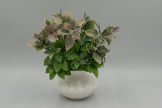 Куст лимонник 