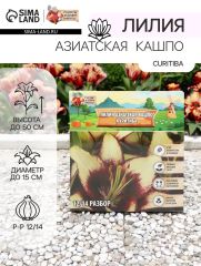 АКЦИЯ! 3 по цене 2! Лилия Азиатская Кашпо Curitiba, луковица в пакете с перфорацией, р-р 12/14, 2 шт