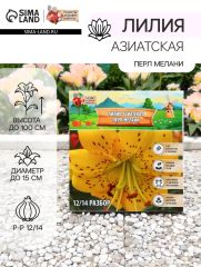 АКЦИЯ! 3 по цене 2! Лилия Азиатская «Перл Мелани», луковица в пакете с перфорацией, р-р 12/14, 3 шт