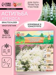 Астильба Арендса Brautschleierмноголетник, корневище в торфогрунте р-р II, 2 шт