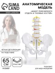 Анатомическая модель «Макет поясничного отдела и тазовых костей», 65 см