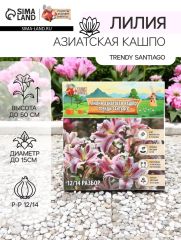 АКЦИЯ! 3 по цене 2! Лилия Азиатская Кашпо Trendy Santiago, луковица в пакете с перфорацией, р-р 12/14, 2 шт